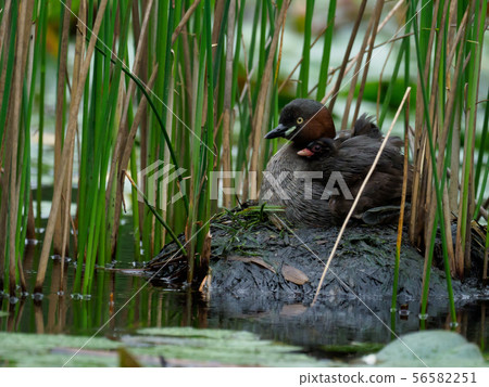 Swamp's Nest 56582251