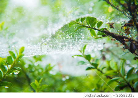 在蜘蛛網的雨珠 56582333