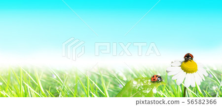 A ladybug on a chamomile flower and grass wet in the morning dew (message can be written) 56582366