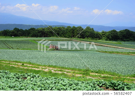 8月Tsumagoi村14 Cabbage Field，Aizuma no Oka Tsutsugoga Marine Line 56582407