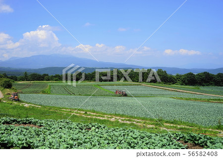 8月Tsumagoi村13白菜田，Aizuma no Oka Tsutsugoga海岸線 56582408