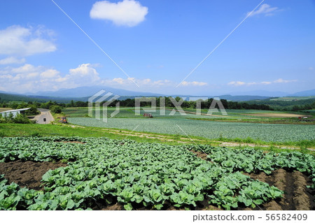 八月Tsumagoi村12白菜田/ Aizuma no Oka Tsutsugoga Marine Line 56582409