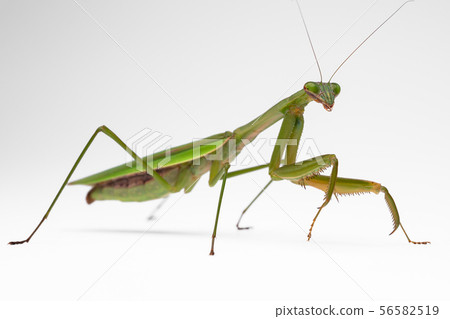Praying mantis praying mantis Praying mantis praying mantis 56582519