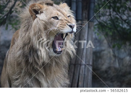 Barking lion Barking lion 56582615
