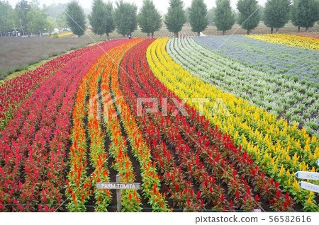 富田農場的花園 富田農場的花園 56582616