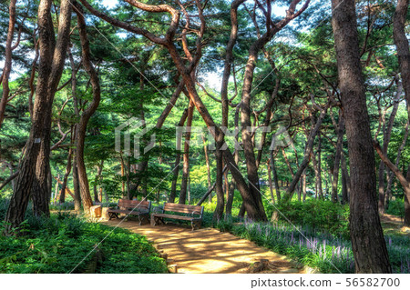 achasan ecological park 56582700