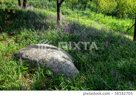 achasan broadleaf liriope 56582705