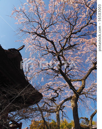 Cherry Blossoms   56583003