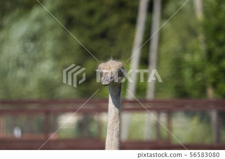 Ostrich. Photo of bird head and neck. Portrait of animal 56583080