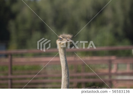 Ostrich. Photo of bird head and neck. Portrait of animal Ostrich. Photo of bird head and neck. Portrait of animal 56583136