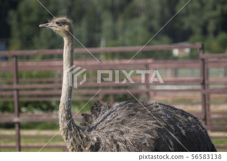 Ostrich. Photo of bird head and neck. Portrait of animal Ostrich. Photo of bird head and neck. Portrait of animal 56583138