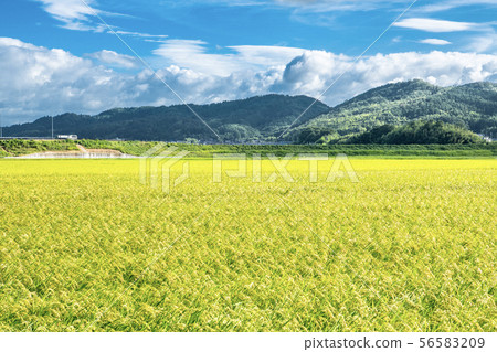 Country landscape - Mie 56583209