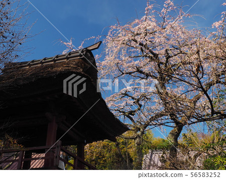 Cherry Blossoms Cherry Blossoms 56583252