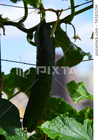 Household vegetable garden cucumber 56583294