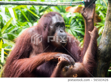 Portrait of orangutan family: mother and her curious cub sitting on the tree playing and looking Portrait of orangutan family: mother and her curious cub sitting on the tree playing and looking 56583426