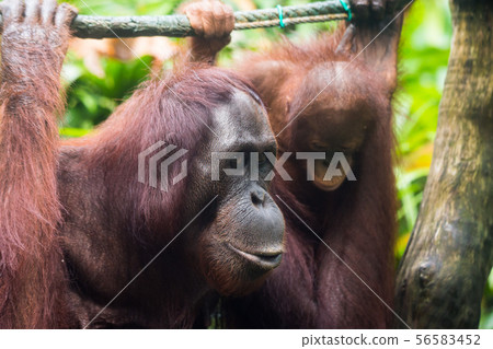 Portrait of orangutan family: mother and her curious cub sitting on the tree playing and looking Portrait of orangutan family: mother and her curious cub sitting on the tree playing and looking 56583452
