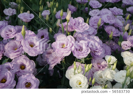 Beautiful flower turkey 56583730