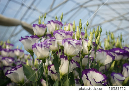 Beautiful flower turkey 56583732