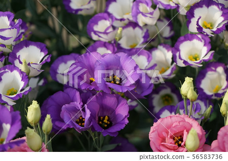 Beautiful flower turkey Beautiful flower turkey 56583736
