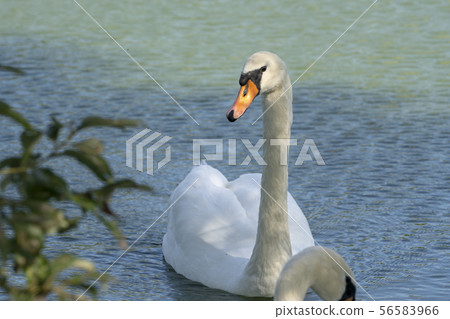 Lake with a white swan. Portrait of beautiful bird. Lake with a white swan. Portrait of beautiful bird. 56583966