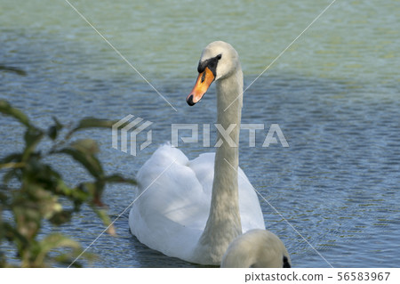 Lake with a white swan. Portrait of beautiful bird. Lake with a white swan. Portrait of beautiful bird. 56583967