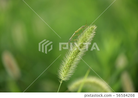 Enokorogusa and insects Enokorogusa and insects 56584208