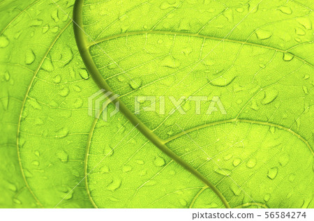 Abstract Green leaf with water drops Abstract Green leaf with water drops 56584274
