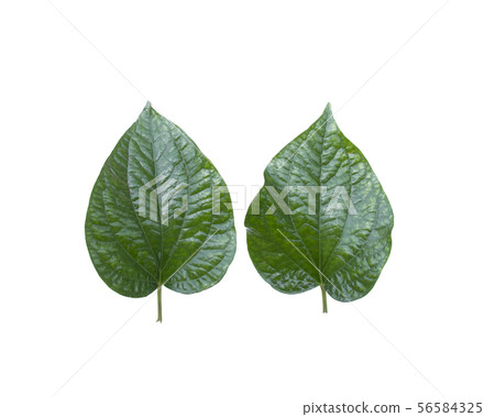 Chaplo leaf 56584325