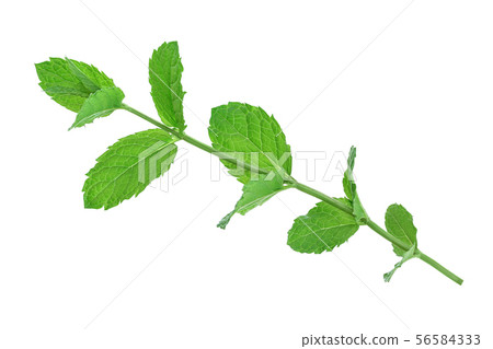 fresh mint leaves isolated on white background 56584333