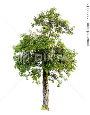 Isolate green tree. 56584417