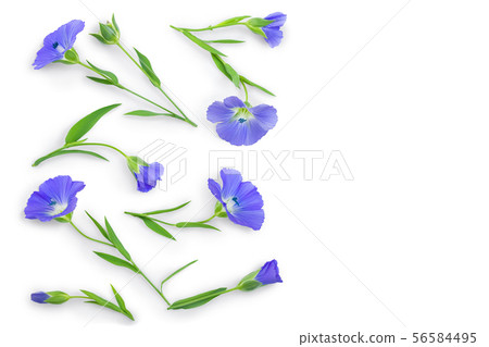 flax flowers or Linum usitatissimum on a white background with copy space for your text. Top view 56584495