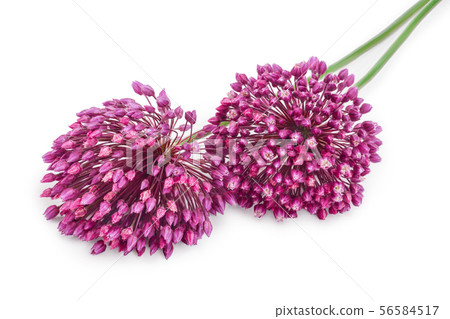 the flower of wild garlic isolated on white background. 56584517