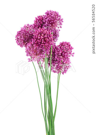 the flower of wild garlic isolated on white background. 56584520