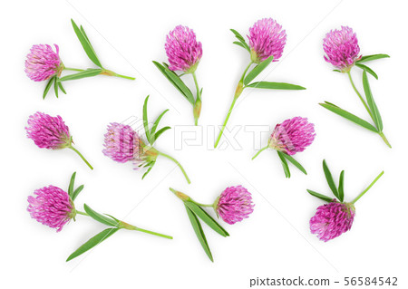 Clover or trefoil flower medicinal herbs isolated on white background. Top view. Flat lay 56584542