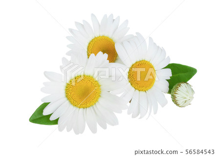 one chamomile or daisies with leaves isolated on white background one chamomile or daisies with leaves isolated on white background 56584543