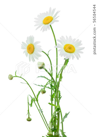 one chamomile or daisies with leaves isolated on white background 56584544