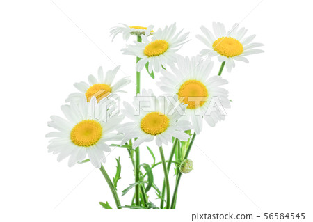 one chamomile or daisies with leaves isolated on white background one chamomile or daisies with leaves isolated on white background 56584545