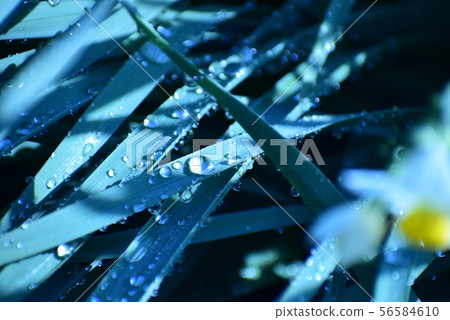 水仙和滴 水仙和滴 56584610