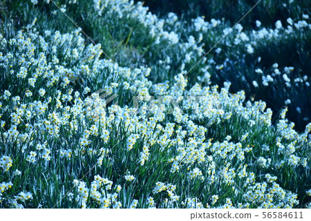 水仙 水仙 56584611