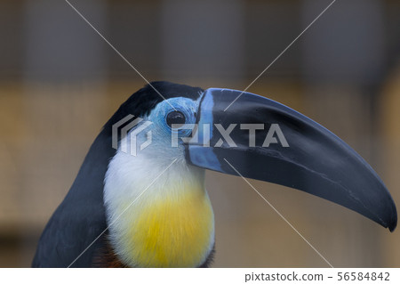 Close up of toucan tropical american bird 56584842