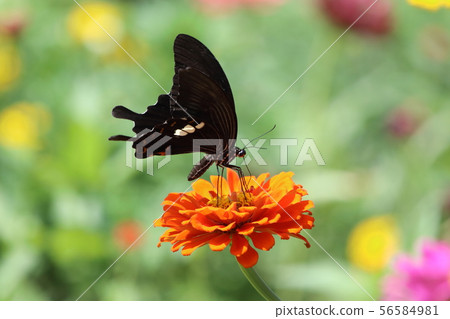 花和蝴蝶 56584981