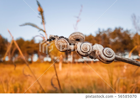 Lots of snail shells on a dry plant in the field Lots of snail shells on a dry plant in the field 56585070