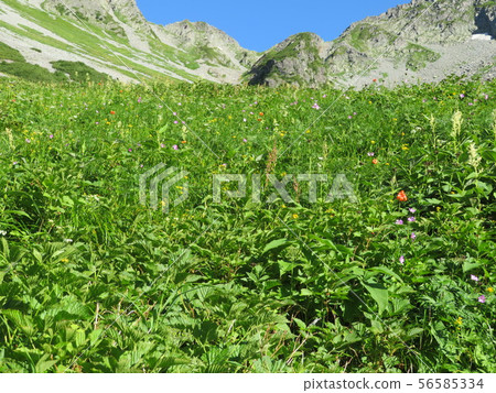 Hotaka Hotaka 56585334