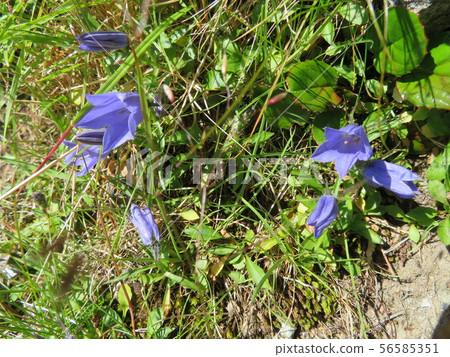 Hotaka Hotaka 56585351