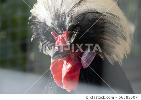A rooster chicken portrait. This is a beautiful detailed closeup image of bird, cock A rooster chicken portrait. This is a beautiful detailed closeup image of bird, cock 56585507