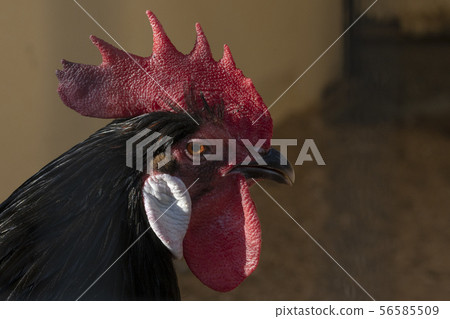 A rooster chicken portrait. This is a beautiful detailed closeup image of bird, cock A rooster chicken portrait. This is a beautiful detailed closeup image of bird, cock 56585509