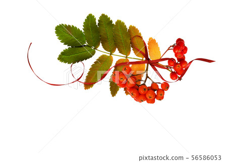 Red silk ribbon bow with autumn colorful leaves Red silk ribbon bow with autumn colorful leaves 56586053