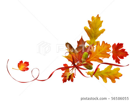 Red silk ribbon bow with autumn colorful leaves Red silk ribbon bow with autumn colorful leaves 56586055