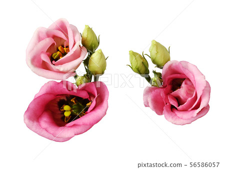 Set of pink eustoma flowers and buds 56586057