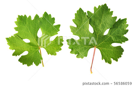 Set of green leaves of grapes 56586059